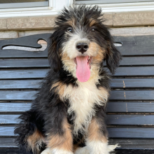 Bernedoodle Puppy Ricky