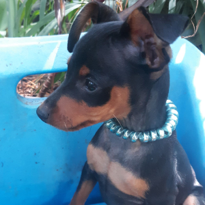 Miniature Pinscher Puppy Blue