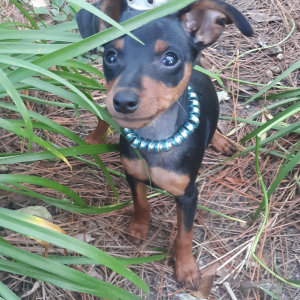 Miniature Pinscher Puppy Blue