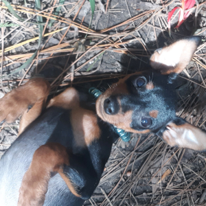 Miniature Pinscher Puppy Blue
