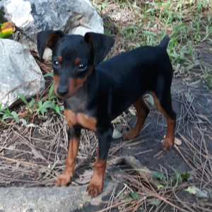 Miniature Pinscher Puppy Blue