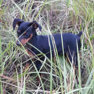 Miniature Pinscher Puppy Blue