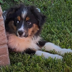 Australian Shepherd Puppy Aspen