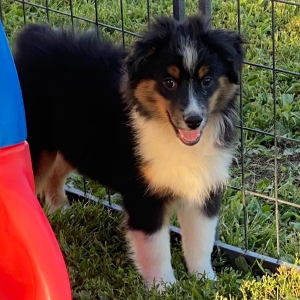 Australian Shepherd Puppy Aspen