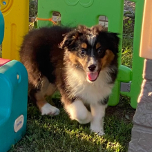 Australian Shepherd Puppy Aspen