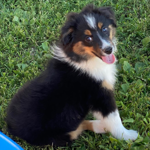 Australian Shepherd Puppy Aspen