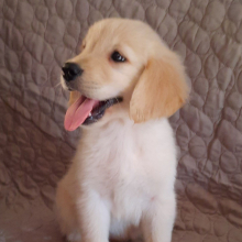 Golden Retriever Puppy Lady