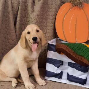 Golden Retriever Puppy Lady