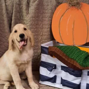 Golden Retriever Puppy Lady