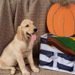 Golden Retriever Puppy Lady