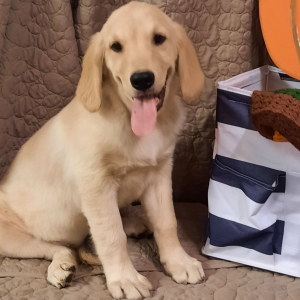 Golden Retriever Puppy Lady