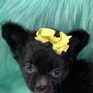Chihuahua Puppy Buttercup