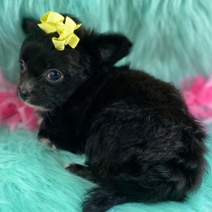 Chihuahua Puppy Buttercup