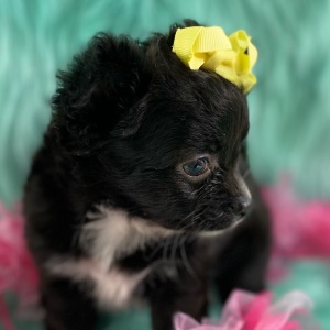 Chihuahua Puppy Buttercup