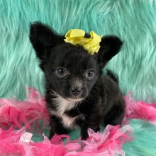 Chihuahua Puppy Buttercup