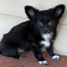 Chihuahua Puppy Buttercup