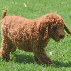 Goldendoodle Puppy Spike