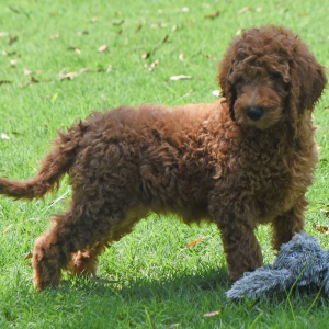 Goldendoodle Puppy Spike