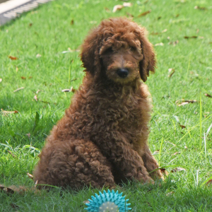 Goldendoodle Puppy Spike