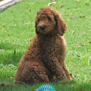 Goldendoodle Puppy Spike