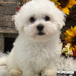 Bichon Frise Puppy Porter