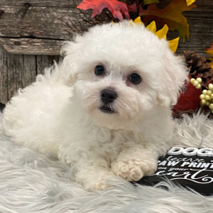 Bichon Frise Puppy Porter