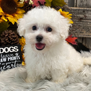 Bichon Frise Puppy Porter