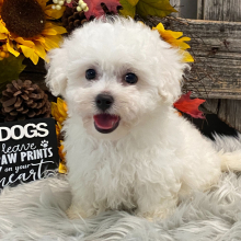 Bichon Frise Puppy Porter