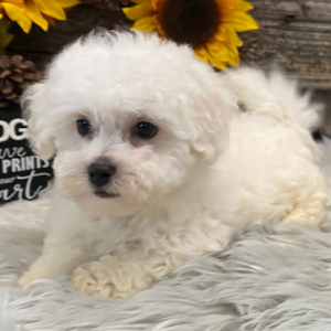 Bichon Frise Puppy Porter