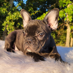 French Bulldog Puppy Aella