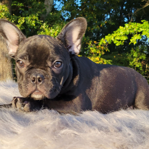 French Bulldog Puppy Aella