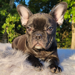 French Bulldog Puppy Aella