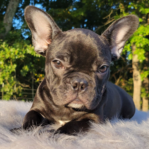 French Bulldog Puppy Aella
