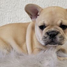 French Bulldog Puppy Raelyn