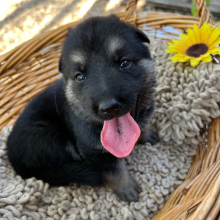 German Shepherd Dog Puppy Everest