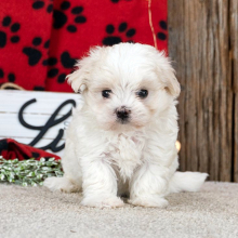 Maltese Puppy Lance
