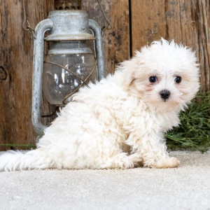 Maltese Puppy Lance