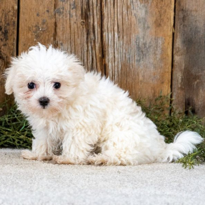 Maltese Puppy Lance