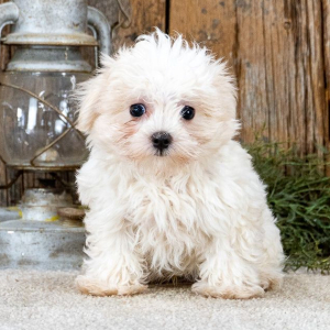 Maltese Puppy Lance