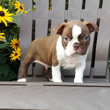 Boston Terrier Puppy Bo