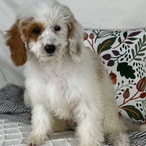 Cavapoo Puppy Ezra