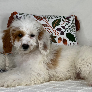 Cavapoo Puppy Ezra