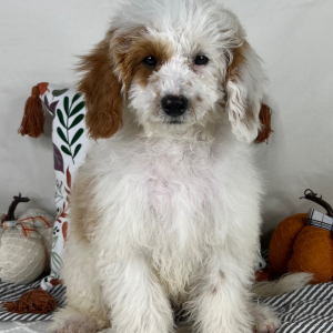 Cavapoo Puppy Ezra