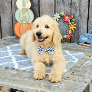 Goldendoodle Puppy Pollo