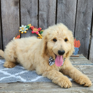 Goldendoodle Puppy Pollo
