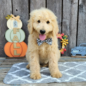 Goldendoodle Puppy Pollo