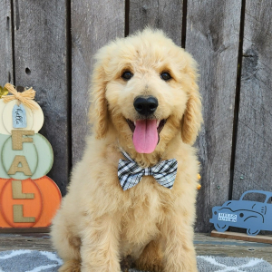 Goldendoodle Puppy Pollo