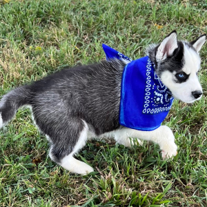 Siberian Husky Puppy Cameron