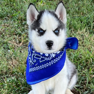 Siberian Husky Puppy Cameron