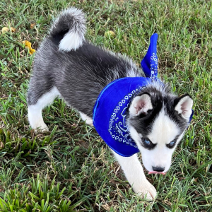 Siberian Husky Puppy Cameron